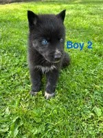 Boy 2, a male German Shepherd Dog and Siberian Husky for sale in Johnstown, PA – 3 of 8