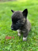Girl 1, a female German Shepherd Dog and Siberian Husky for sale in Johnstown, PA – 2 of 4