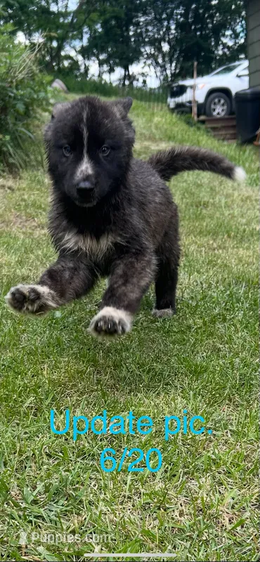 Boy 6 – German Shepherd Dog, Siberian Husky puppy for sale in Johnstown, PA