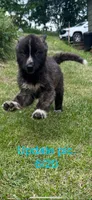 Boy 6, a male German Shepherd Dog and Siberian Husky for sale in Johnstown, PA – 1 of 9