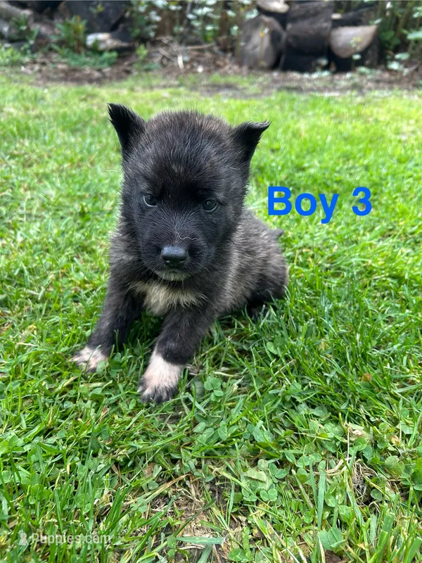 Boy 3 – German Shepherd Dog, Siberian Husky puppy for sale in Johnstown, PA