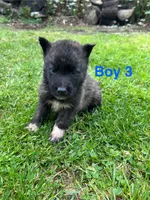 Boy 3, a male German Shepherd Dog and Siberian Husky for sale in Johnstown, PA – 3 of 7