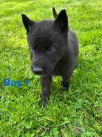 Boy 1, a male German Shepherd Dog and Siberian Husky for sale in Johnstown, PA – 2 of 9
