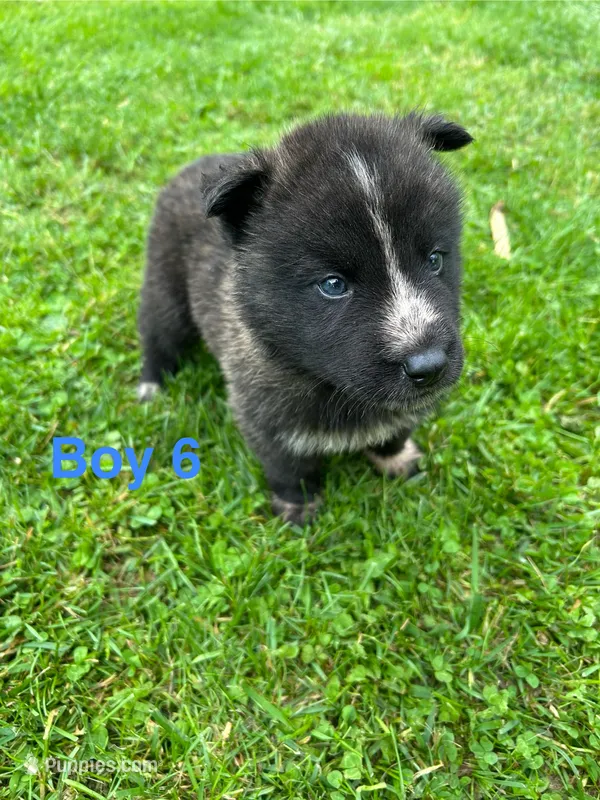 Boy 6 – German Shepherd Dog, Siberian Husky puppy for sale in Johnstown, PA