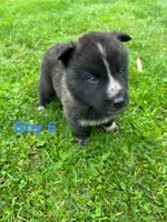 Boy 6, a male German Shepherd Dog and Siberian Husky for sale in Johnstown, PA – 1 of 8