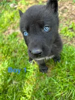 Boy 1, a male German Shepherd Dog and Siberian Husky for sale in Johnstown, PA – 4 of 9