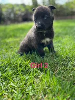 Girl 2, a female German Shepherd Dog and Siberian Husky for sale in Johnstown, PA – 5 of 9