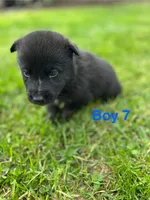 Boy 7, a male German Shepherd Dog and Siberian Husky for sale in Johnstown, PA – 1 of 7