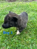 Boy 3, a male German Shepherd Dog and Siberian Husky for sale in Johnstown, PA – 6 of 7