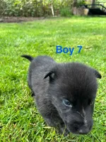 Boy 7, a male German Shepherd Dog and Siberian Husky for sale in Johnstown, PA – 4 of 7