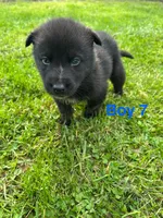 Boy 7, a male German Shepherd Dog and Siberian Husky for sale in Johnstown, PA – 6 of 7