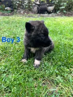 Boy 3, a male German Shepherd Dog and Siberian Husky for sale in Johnstown, PA – 4 of 7