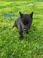 Boy 1, a male German Shepherd Dog and Siberian Husky for sale in Johnstown, PA – 9 of 9