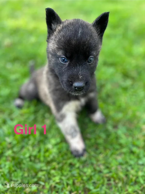 Girl 1 – German Shepherd Dog, Siberian Husky puppy for sale in Johnstown, PA