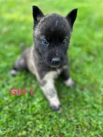 Girl 1, a female German Shepherd Dog and Siberian Husky for sale in Johnstown, PA – 1 of 4
