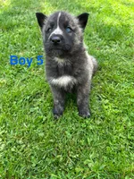 Boy 5, a male German Shepherd Dog and Siberian Husky for sale in Johnstown, PA – 3 of 6