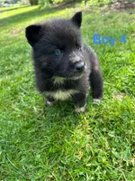 Boy 4, a male German Shepherd Dog and Siberian Husky for sale in Johnstown, PA – 3 of 7