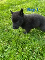 Boy 1, a male German Shepherd Dog and Siberian Husky for sale in Johnstown, PA – 8 of 9