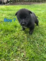 Boy 7, a male German Shepherd Dog and Siberian Husky for sale in Johnstown, PA – 7 of 7