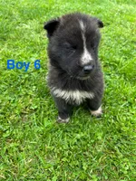 Boy 6, a male German Shepherd Dog and Siberian Husky for sale in Johnstown, PA – 6 of 8