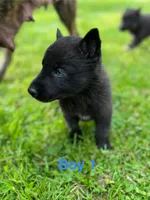 Boy 1, a male German Shepherd Dog and Siberian Husky for sale in Johnstown, PA – 1 of 9