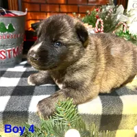 Boy 4, a male German Shepherd Dog and Siberian Husky for sale in Johnstown, PA – Photo 3 of 6
