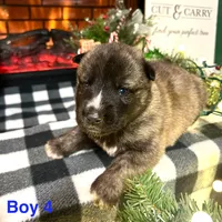 Boy 4, a male German Shepherd Dog and Siberian Husky for sale in Johnstown, PA – Photo 2 of 6
