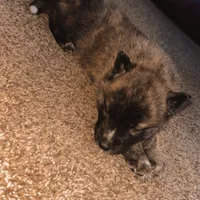 Boy 4, a male German Shepherd Dog and Siberian Husky for sale in Johnstown, PA – Photo 4 of 6