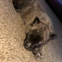 Boy 4, a male German Shepherd Dog and Siberian Husky for sale in Johnstown, PA – Photo 6 of 6