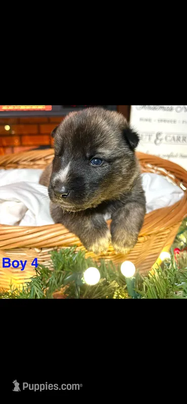 Boy 4 – German Shepherd Dog, Siberian Husky puppy on hold in Johnstown, PA