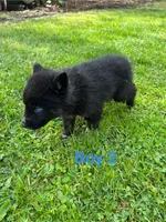 Boy 2, a male German Shepherd Dog and Siberian Husky for sale in Johnstown, PA – 8 of 8