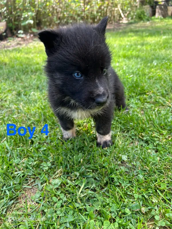 Boy 4 – German Shepherd Dog, Siberian Husky puppy for sale in Johnstown, PA
