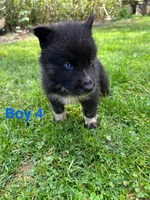 Boy 4, a male German Shepherd Dog and Siberian Husky for sale in Johnstown, PA – 7 of 7