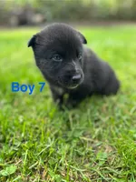 Boy 7, a male German Shepherd Dog and Siberian Husky for sale in Johnstown, PA – 3 of 7