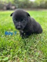 Boy 7, a male German Shepherd Dog and Siberian Husky for sale in Johnstown, PA – 2 of 7