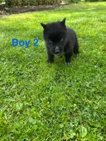 Boy 2, a male German Shepherd Dog and Siberian Husky for sale in Johnstown, PA – 5 of 8