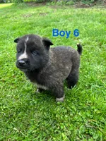 Boy 6, a male German Shepherd Dog and Siberian Husky for sale in Johnstown, PA – 5 of 8