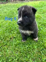 Boy 6, a male German Shepherd Dog and Siberian Husky for sale in Johnstown, PA – 2 of 8