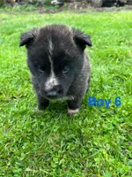 Boy 6, a male German Shepherd Dog and Siberian Husky for sale in Johnstown, PA – 3 of 8