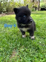 Boy 4, a male German Shepherd Dog and Siberian Husky for sale in Johnstown, PA – 6 of 7