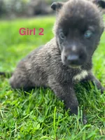 Girl 2, a female German Shepherd Dog and Siberian Husky for sale in Johnstown, PA – 6 of 9