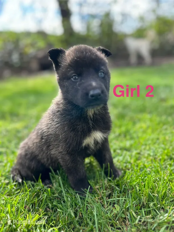 Girl 2 – German Shepherd Dog, Siberian Husky puppy for sale in Johnstown, PA