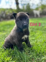 Girl 2, a female German Shepherd Dog and Siberian Husky for sale in Johnstown, PA – 4 of 9