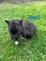 Boy 3, a male German Shepherd Dog and Siberian Husky for sale in Johnstown, PA – 7 of 7