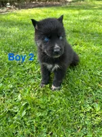 Boy 2, a male German Shepherd Dog and Siberian Husky for sale in Johnstown, PA – 4 of 8