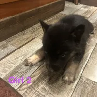 Girl 2, a female German Shepherd Dog and Siberian Husky for sale in Johnstown, PA – Photo 3 of 6
