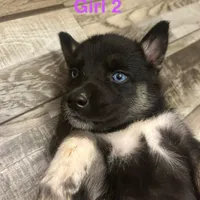 Girl 2, a female German Shepherd Dog and Siberian Husky for sale in Johnstown, PA – Photo 5 of 6