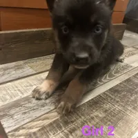 Girl 2, a female German Shepherd Dog and Siberian Husky for sale in Johnstown, PA – Photo 6 of 6