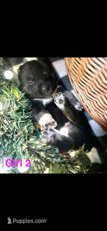 Girl 2 – German Shepherd Dog, Siberian Husky puppy on hold in Johnstown, PA