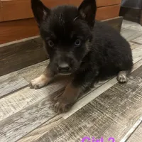 Girl 2, a female German Shepherd Dog and Siberian Husky for sale in Johnstown, PA – Photo 4 of 6